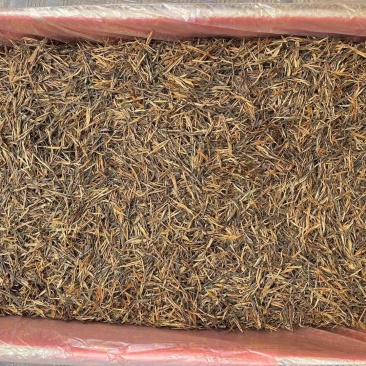 一芽一叶金针红茶