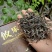 攸乐（古树生茶）高档木质茶礼