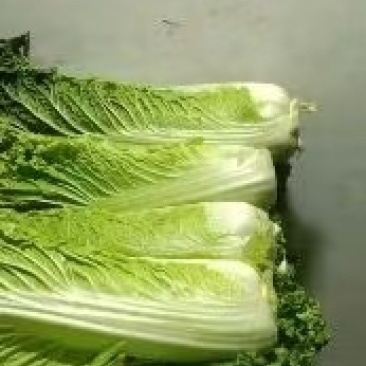 秋绿60白菜