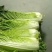 秋绿60白菜