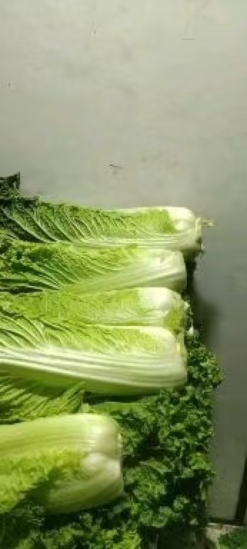 秋绿60白菜