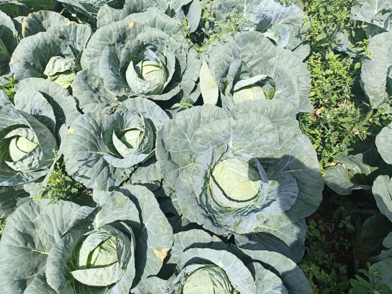 毕节威宁小铁头露天栽培