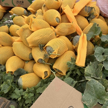 新疆哈密瓜金色年华西洲蜜，一级二级，电商货，可视频