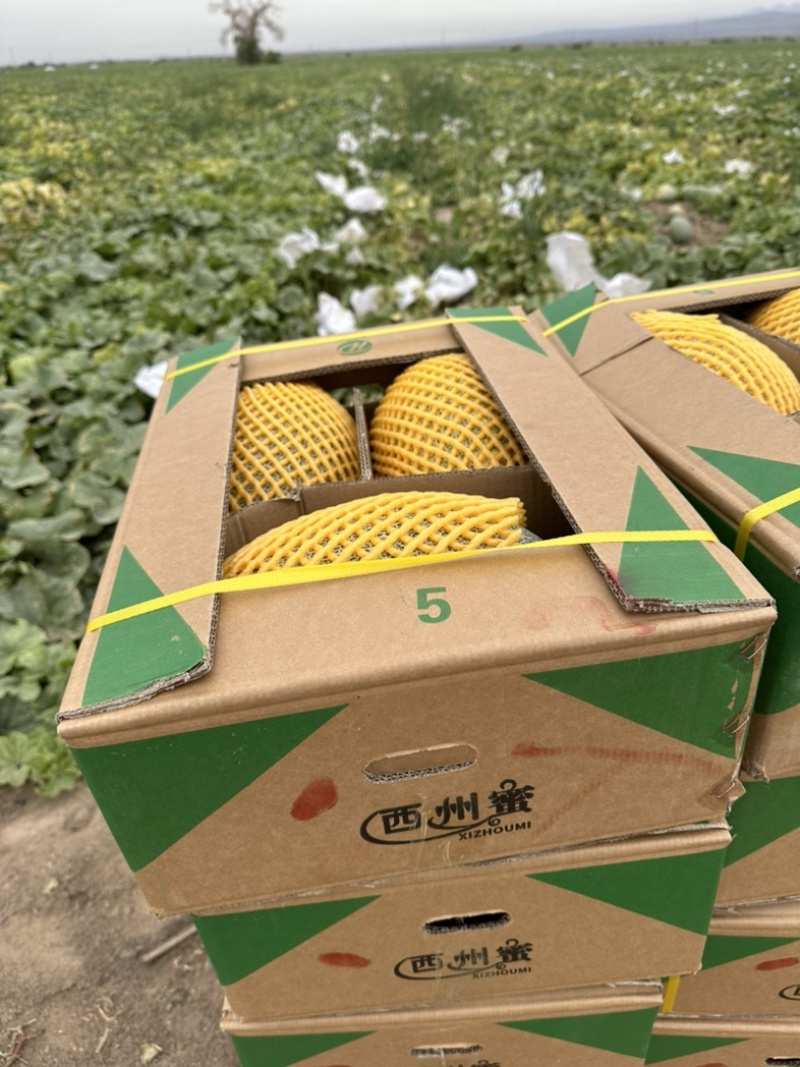 新疆哈密瓜金色年华西洲蜜，一级二级，电商货，可视频