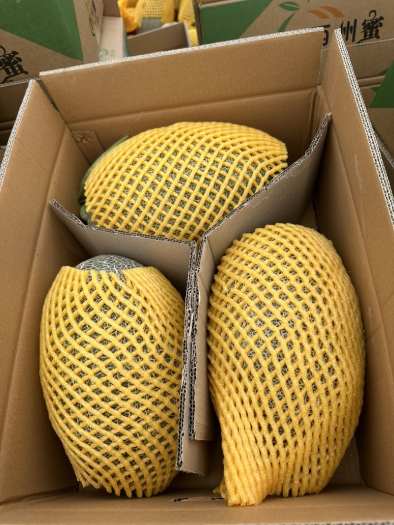 新疆哈密瓜金色年华西洲蜜，一级二级，电商货，可视频