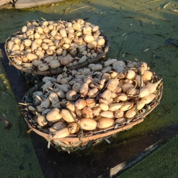 济宁唐口小藕瓜有货要得联系