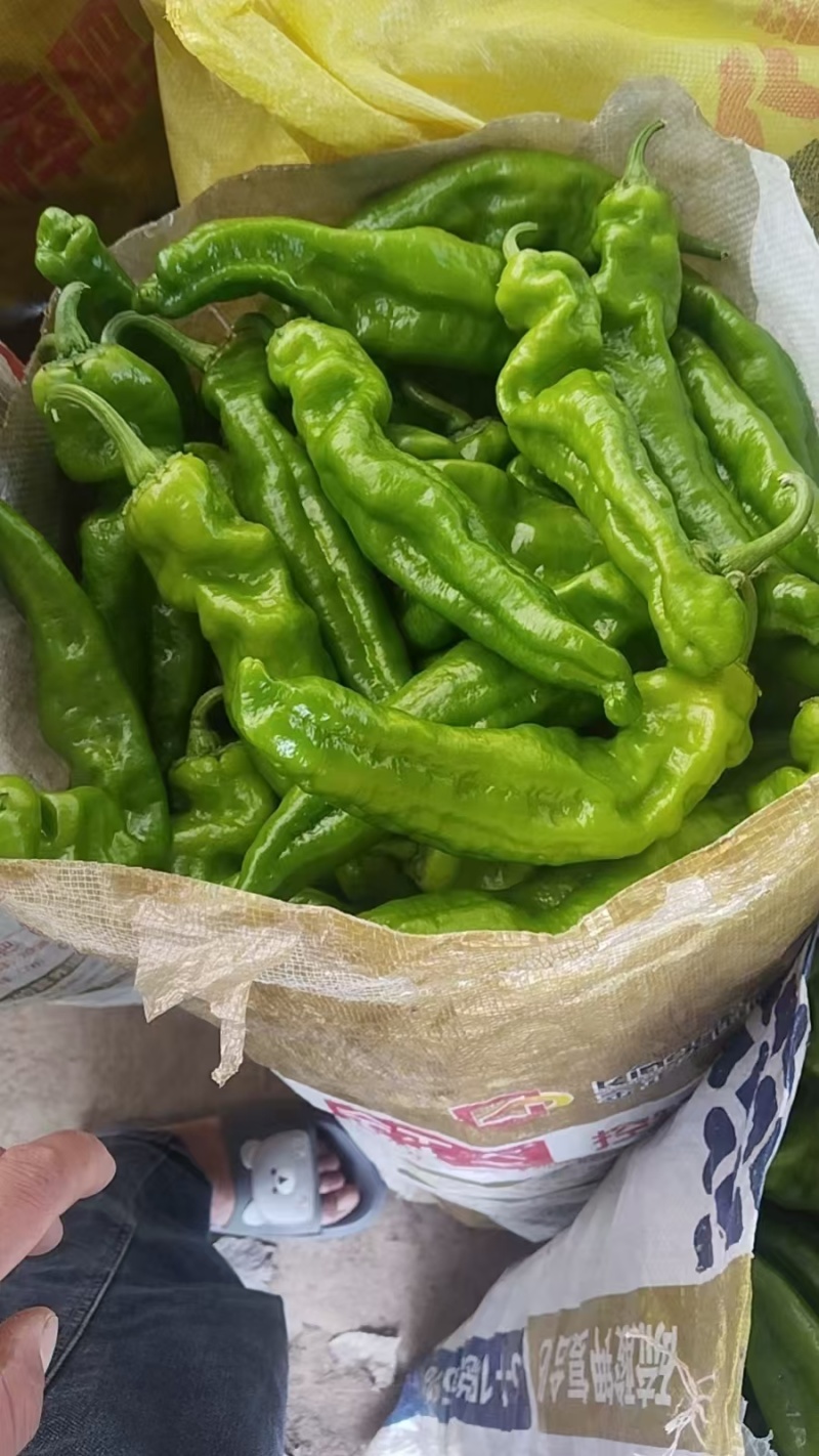 301辣椒夏邑产区螺丝椒线椒大量供应市场商超