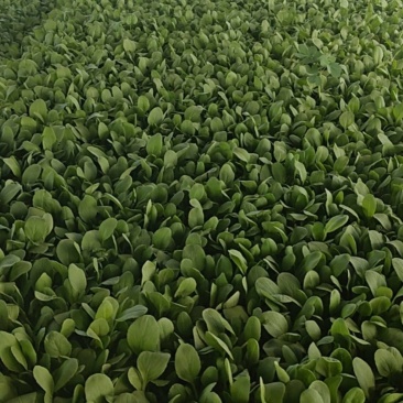 鸡毛菜