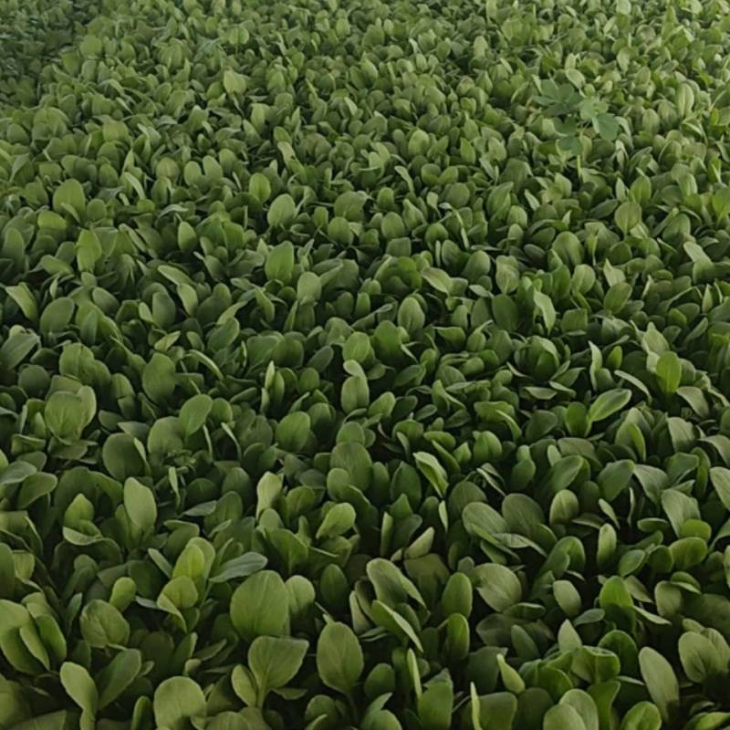 鸡毛菜