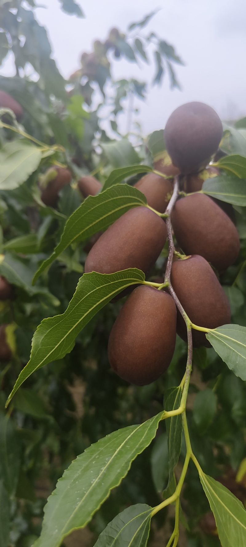 甘肃鲜骏枣