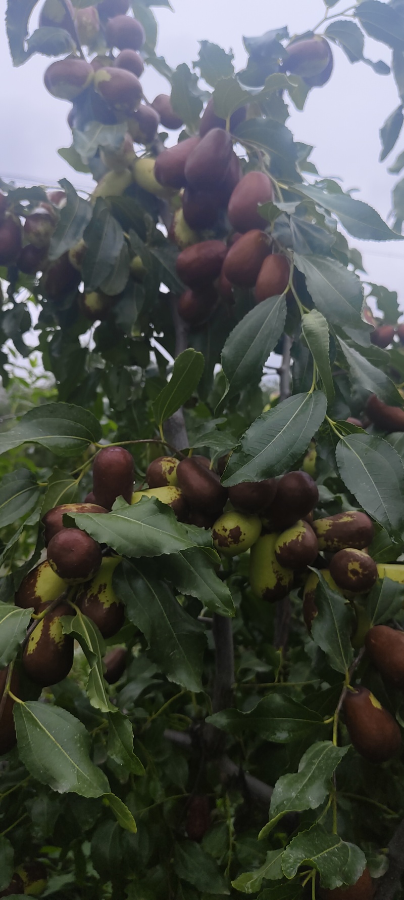 甘肃鲜骏枣