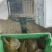 外塘黄甲鱼，0.1斤-6斤冷水甲鱼，原塘鱼，可看货