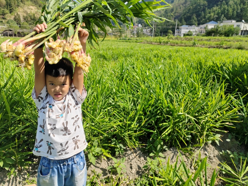 生姜小黄姜重庆大量发货全国发货对接商超批发档口
