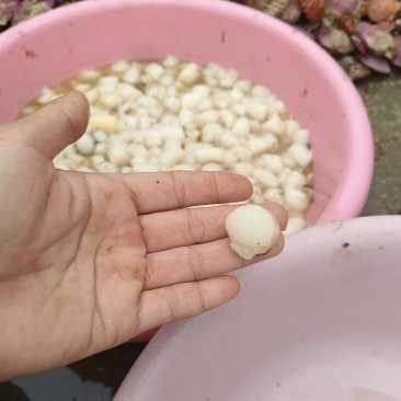 每天新鲜现扣港湾贝丁大量有货