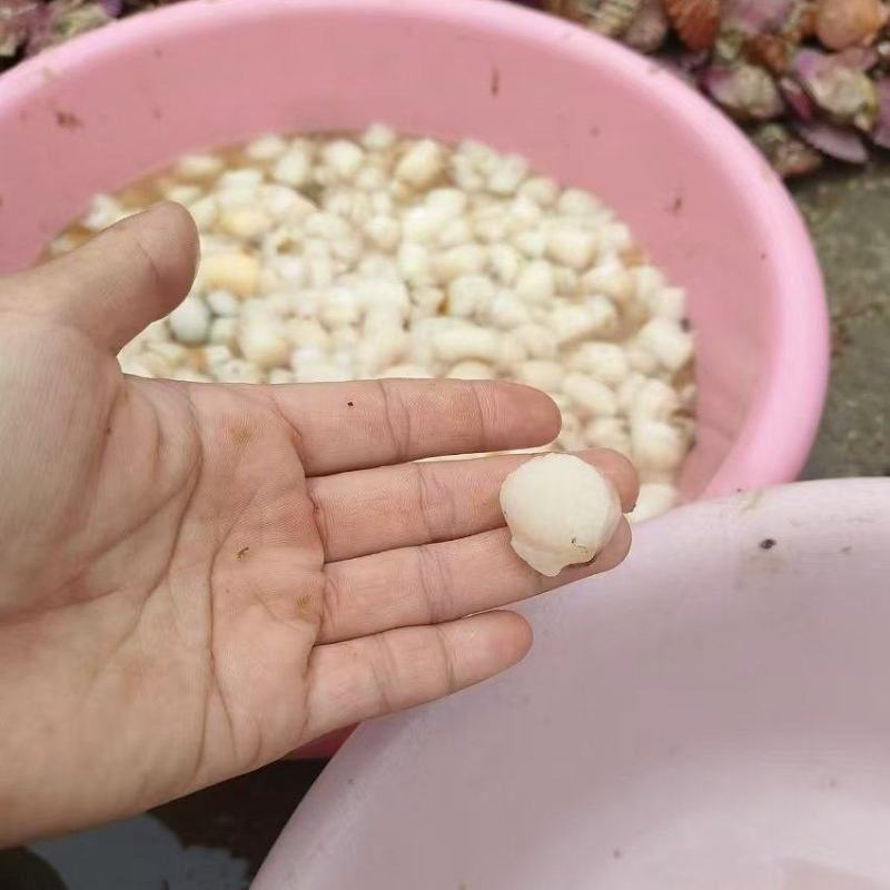 每天新鲜现扣港湾贝丁大量有货