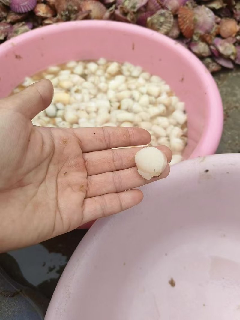 每天新鲜现扣港湾贝丁大量有货