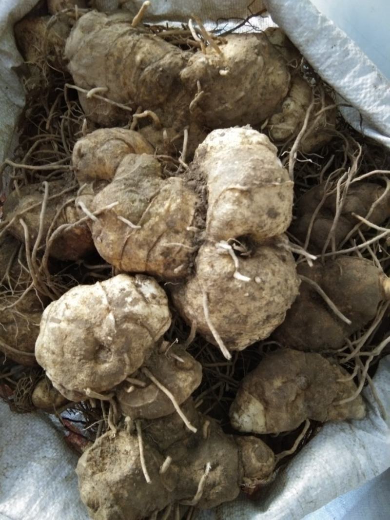 多花姜型黄精，鸡头黄精，甜黄精，大量供应（药典品种）