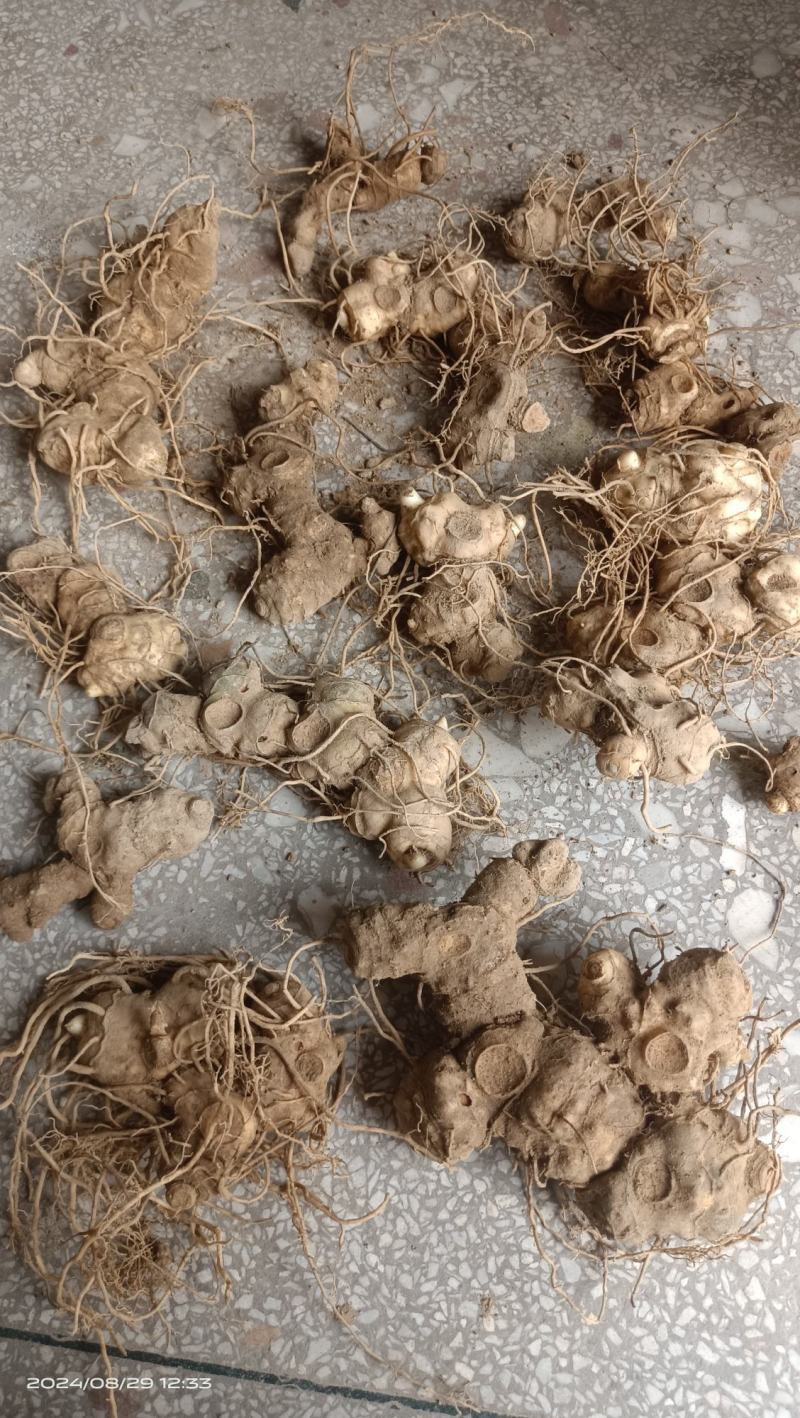 多花姜型黄精，鸡头黄精，甜黄精，大量供应（药典品种）