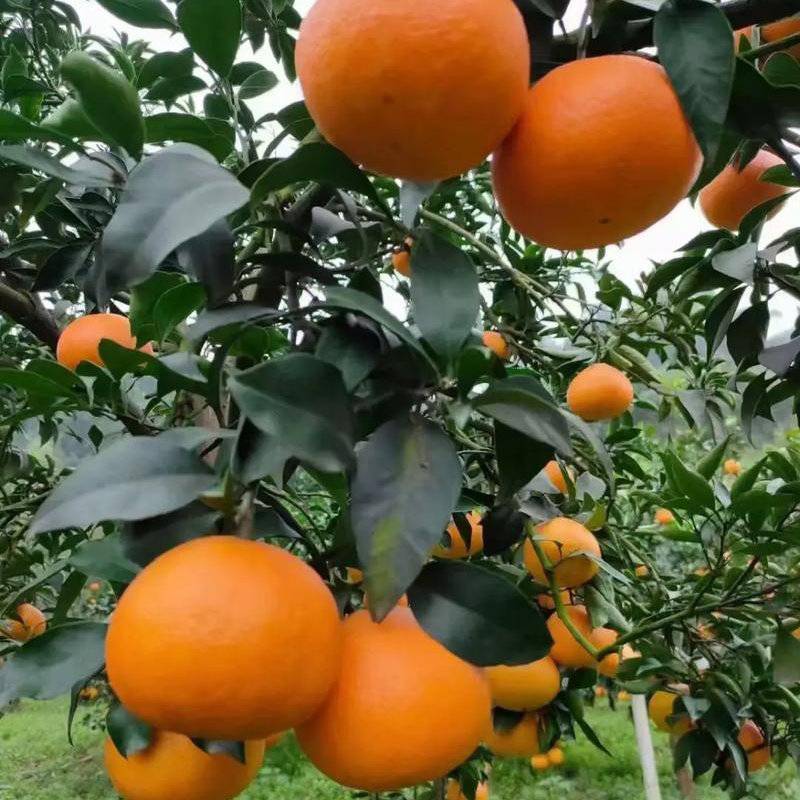 爱媛橙四川产区直发批发零售保质保量供货视频看货