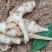 内蒙白菊芋洋姜品质优良万亩基地现挖现发欢迎咨询