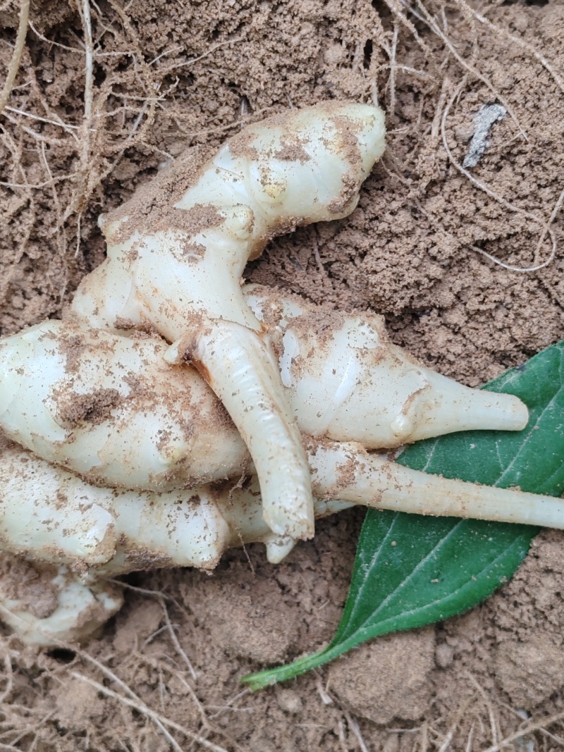 内蒙白菊芋洋姜品质优良万亩基地现挖现发欢迎咨询