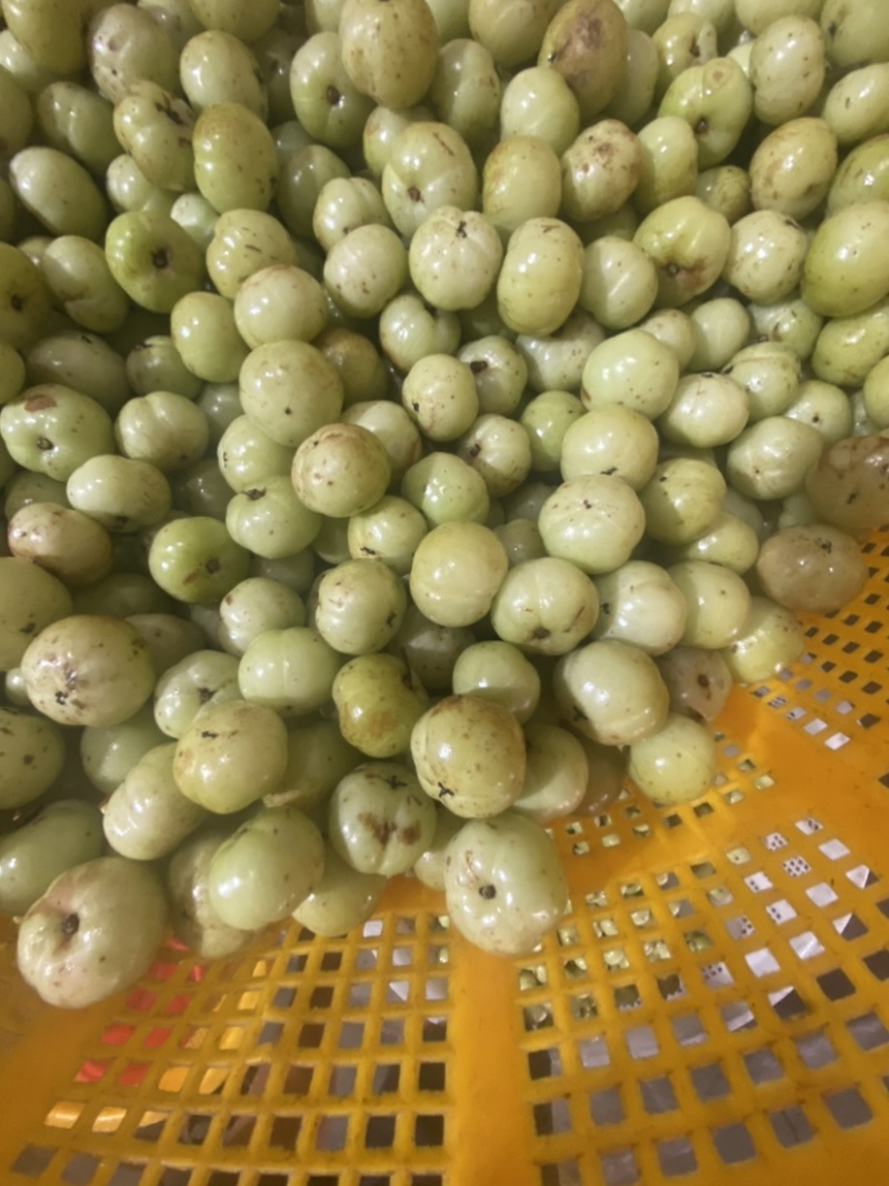 特甜油甘果