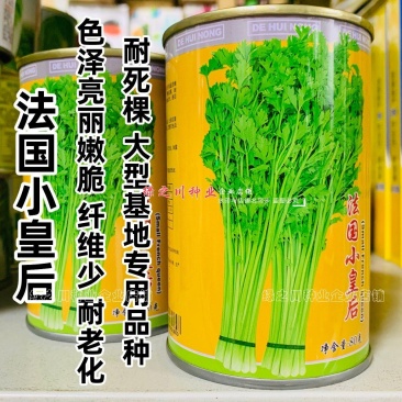 法国小皇后西芹菜种子耐热香芹菜小棵西芹种子四季蔬菜小香芹