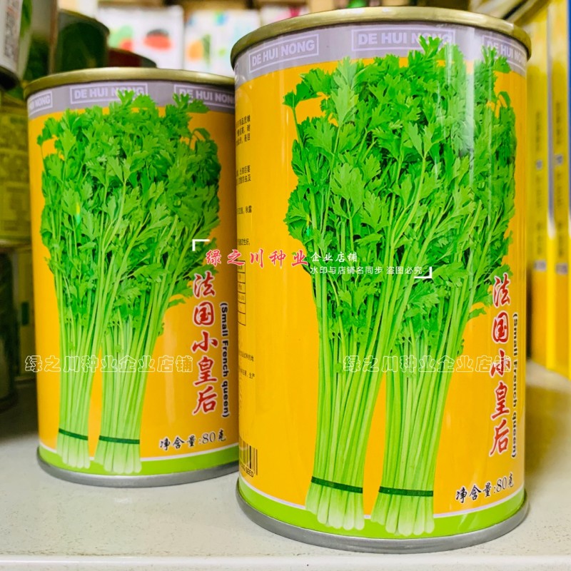 法国小皇后西芹菜种子耐热香芹菜小棵西芹种子四季蔬菜小香芹