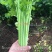 法国小皇后西芹菜种子耐热香芹菜小棵西芹种子四季蔬菜小香芹