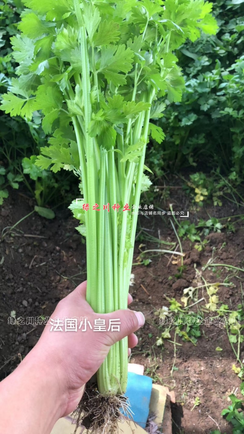 法国小皇后西芹菜种子耐热香芹菜小棵西芹种子四季蔬菜小香芹