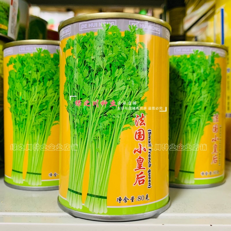 法国小皇后西芹菜种子耐热香芹菜小棵西芹种子四季蔬菜小香芹