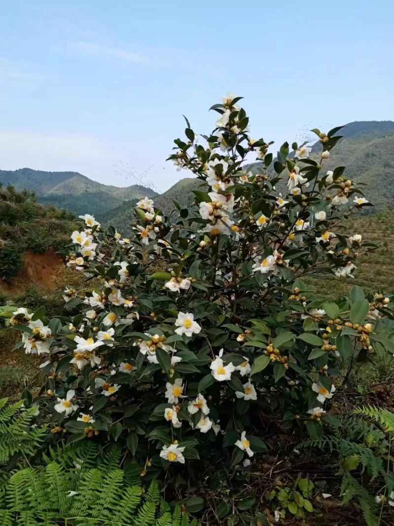 千岛湖浙渝山茶油1000mL精品礼盒装