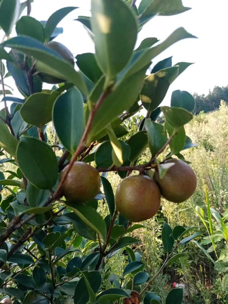 千岛湖浙渝农业山茶干籽