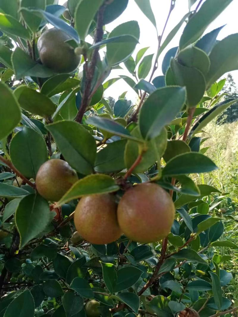 千岛湖浙渝农业山茶干籽