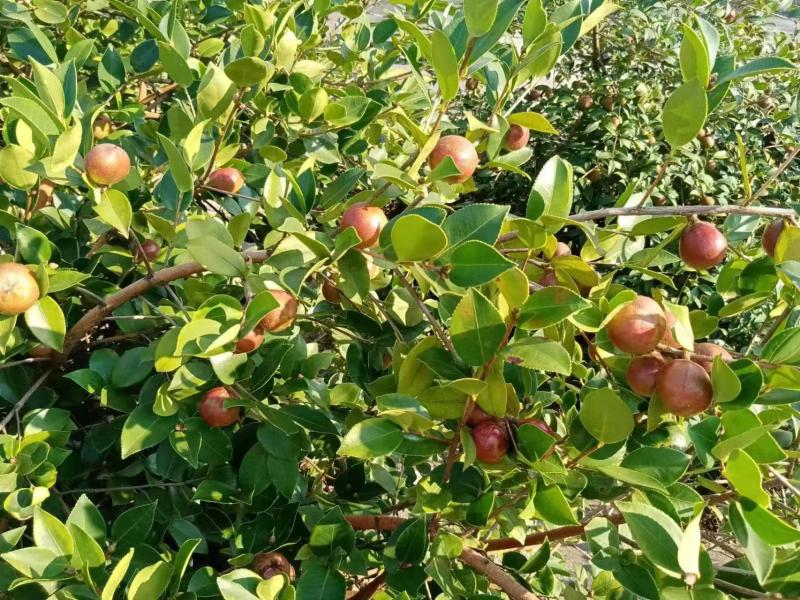 千岛湖浙渝农业山茶籽青果