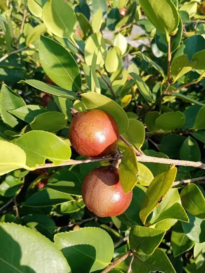 千岛湖浙渝农业山茶籽青果