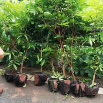 宜宾翠屏南溪晚熟荔枝小苗，无核，带绿，鸡嘴荔枝苗批发