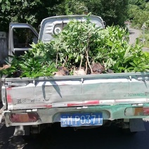 江安特晚熟荔枝小苗基地，高县马桂荔，长宁妃子笑荔枝批发