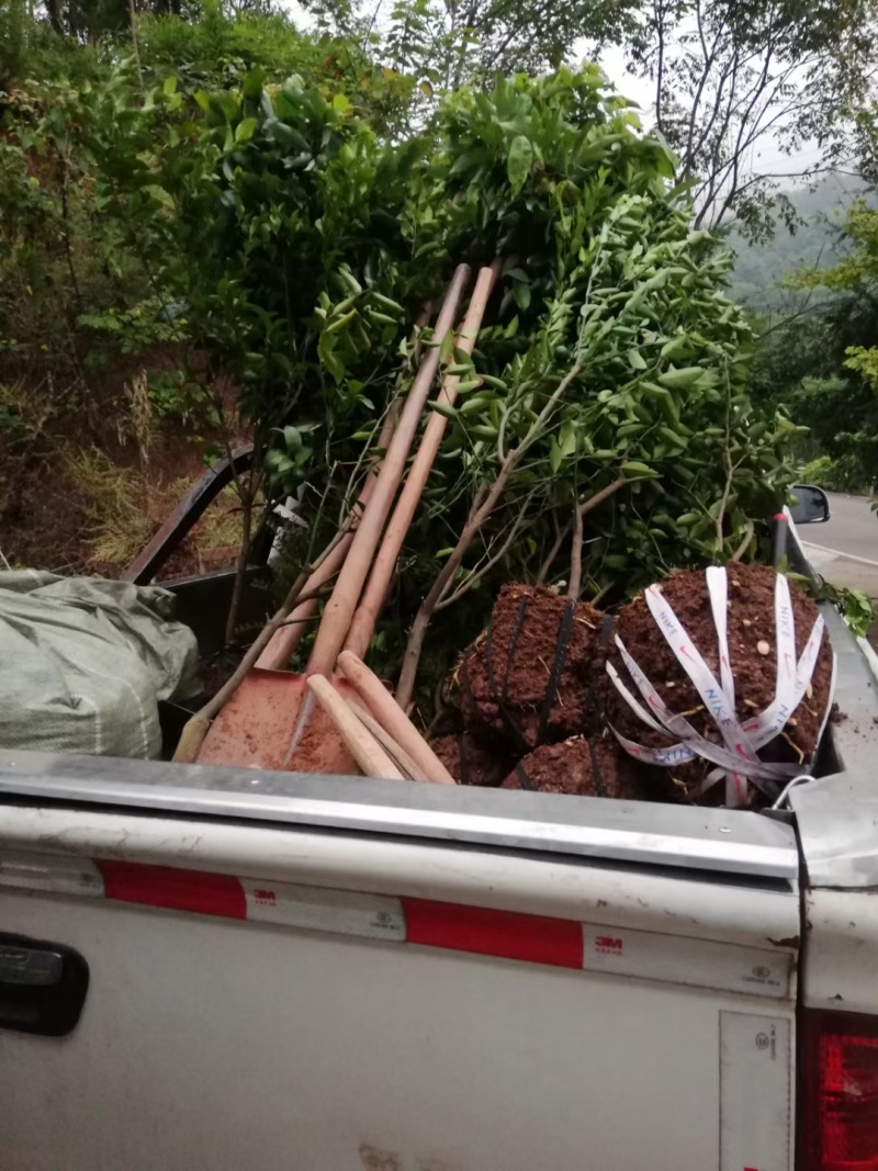 江安特晚熟荔枝小苗基地，高县马桂荔，长宁妃子笑荔枝批发