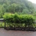 江安特晚熟荔枝小苗基地,高县马桂荔,长宁妃子笑荔枝批发