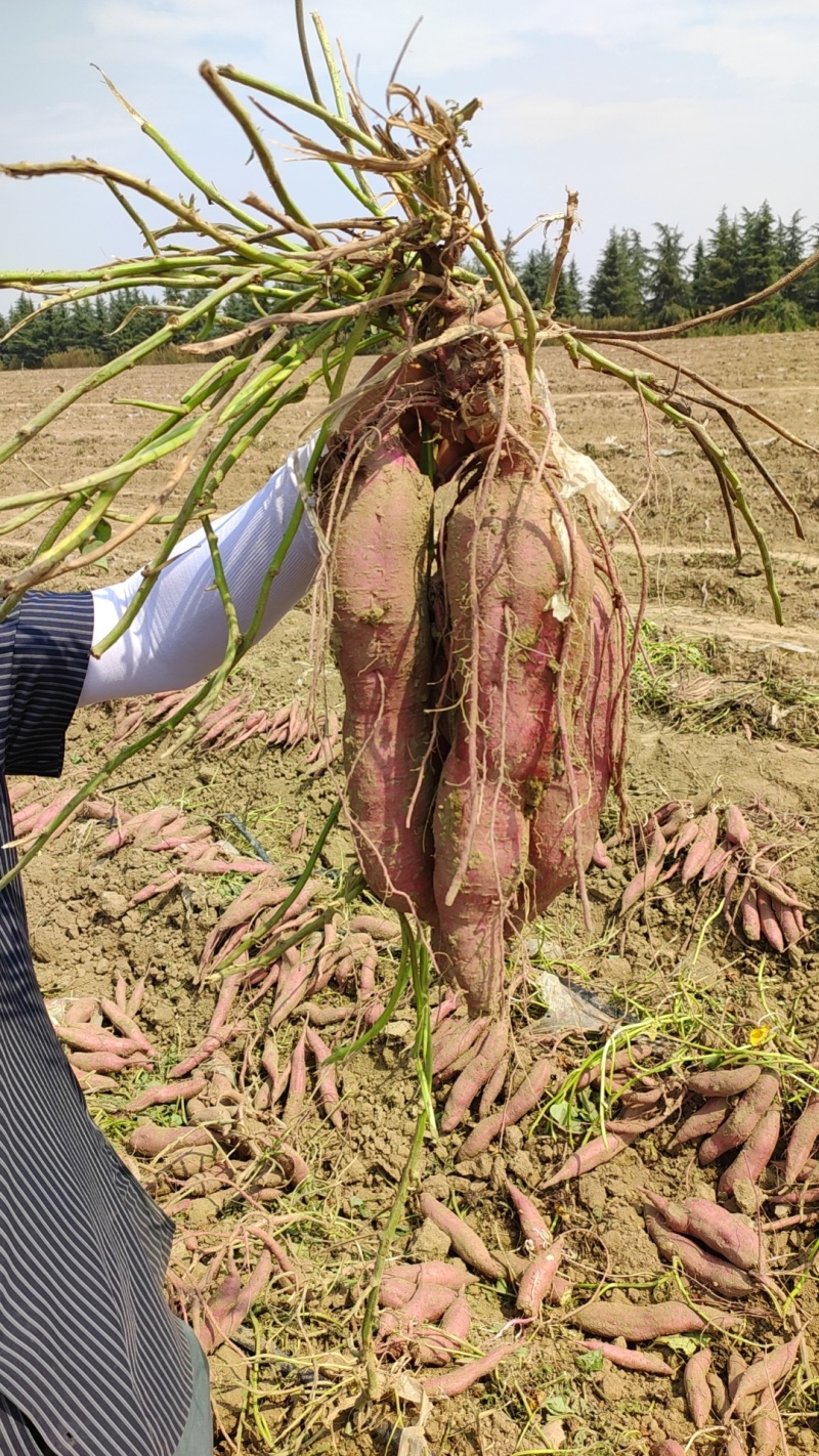 红薯