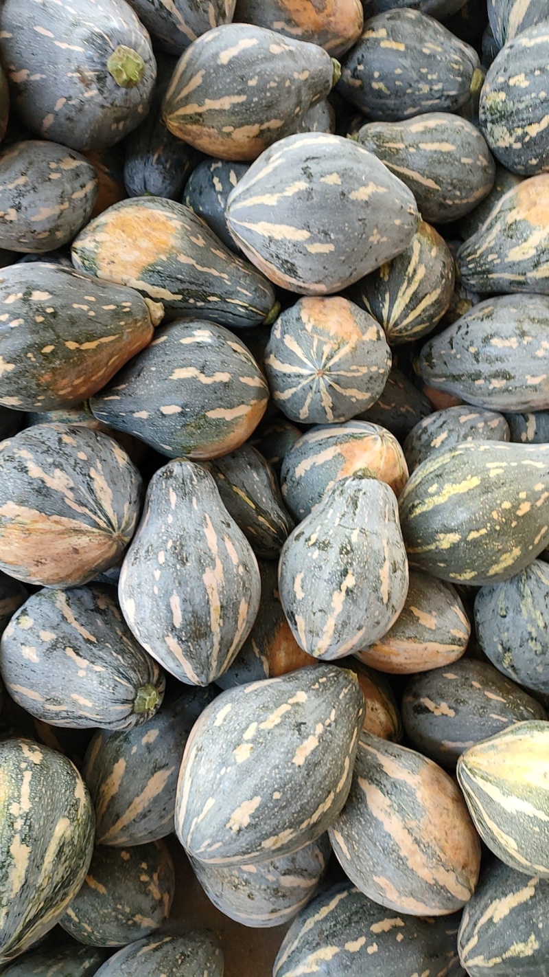 精品香芋南瓜，大量上市，香味十足！欢迎新老客户定购！