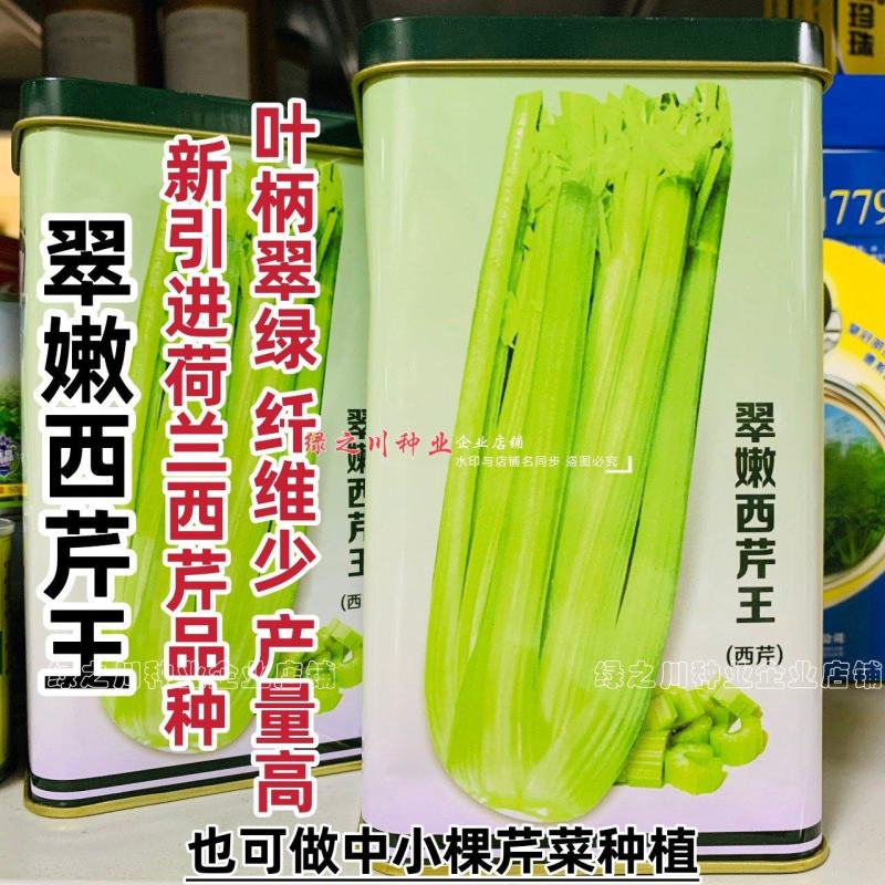 翠嫩西芹王芹菜种子早熟翠嫩西芹种子纤维少耐低温基地专用