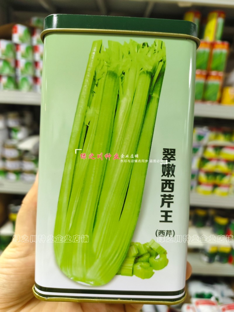 翠嫩西芹王芹菜种子早熟翠嫩西芹种子纤维少耐低温基地专用