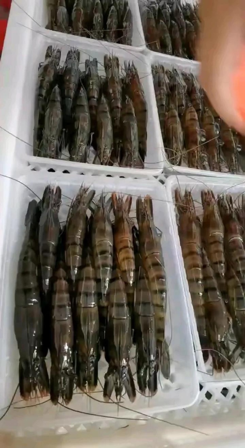 黑虎虾，九节虾