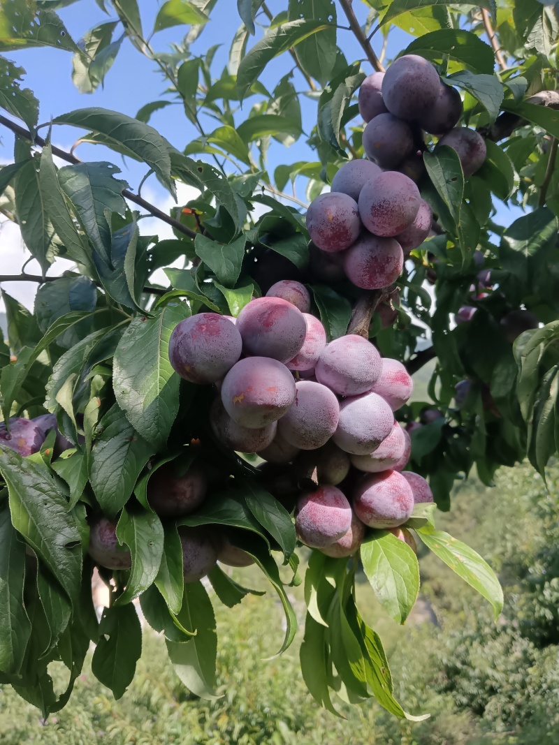 四川脆红李大量有货