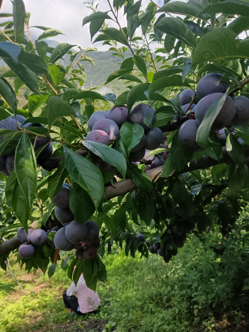 四川脆红李大量有货