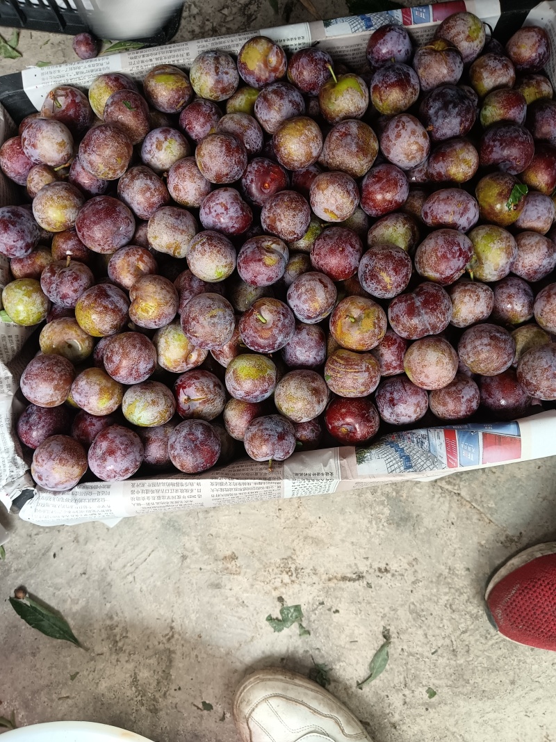 四川脆红李大量有货