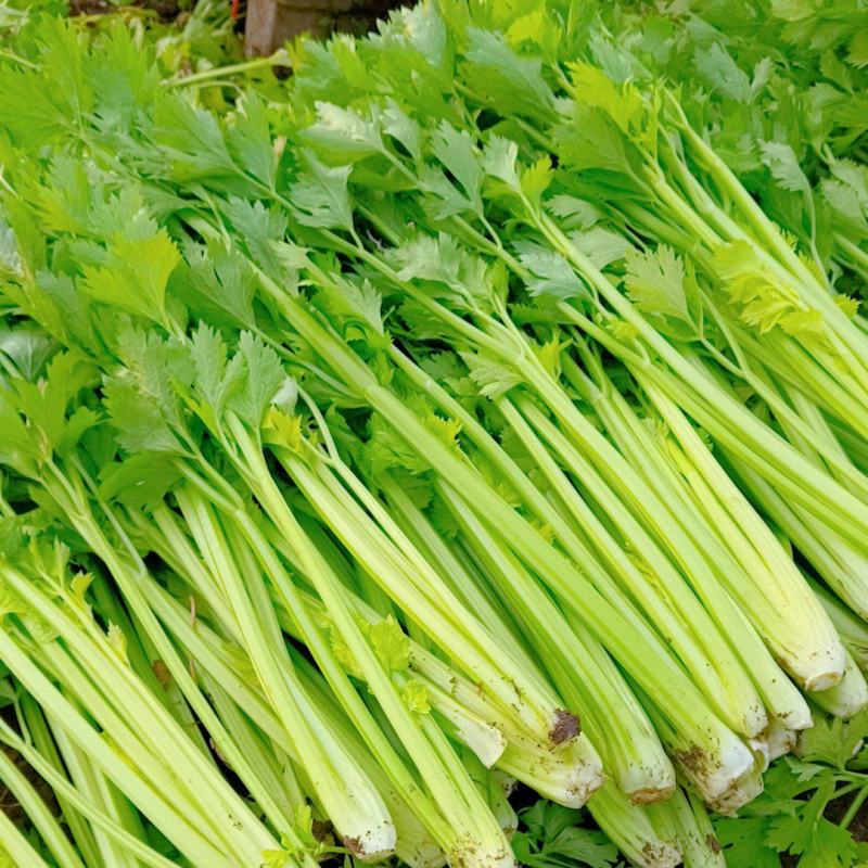 芹菜