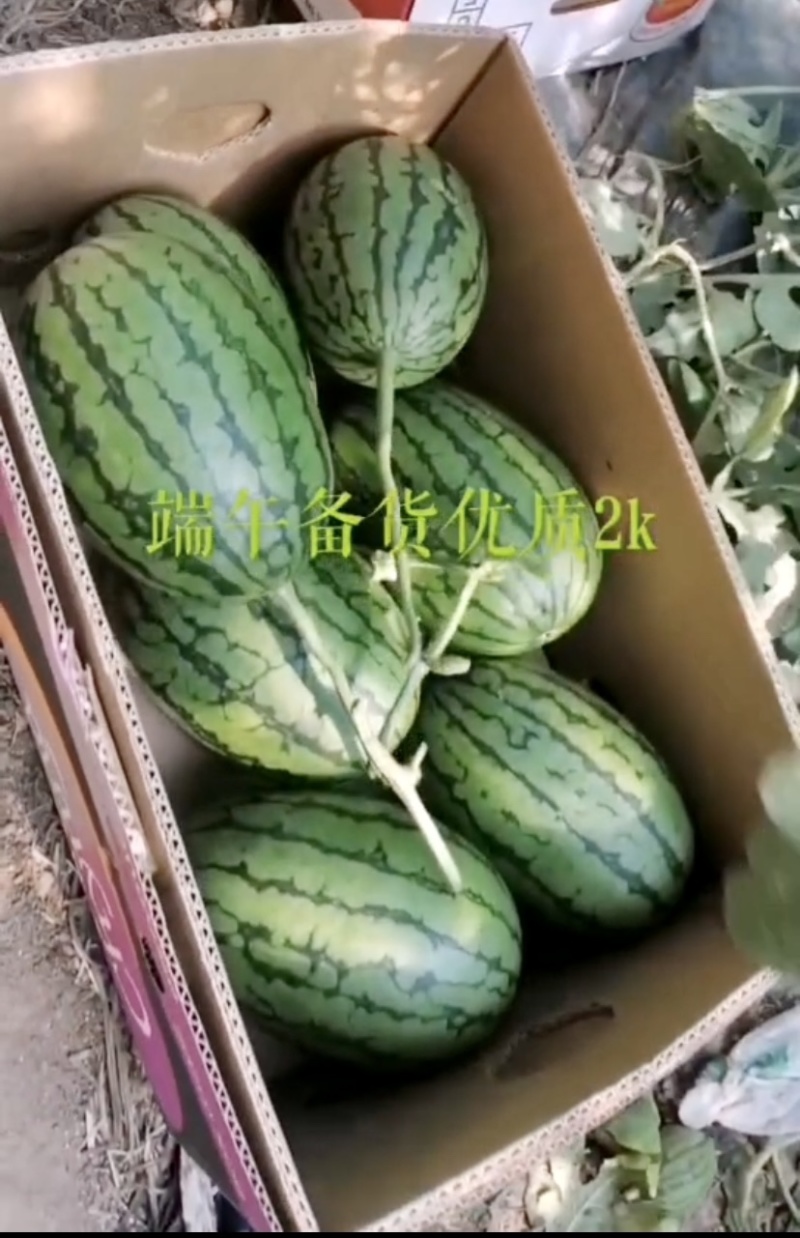 2k吊秧礼品小西瓜